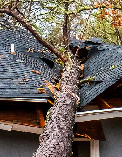 A tree fallen on a Devonport home