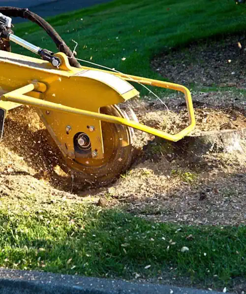 Stump grinding and removal in Devonport